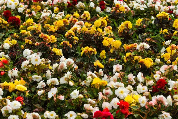 Natural carpet of yellow, white, red flowers and green grass. Summer beauty