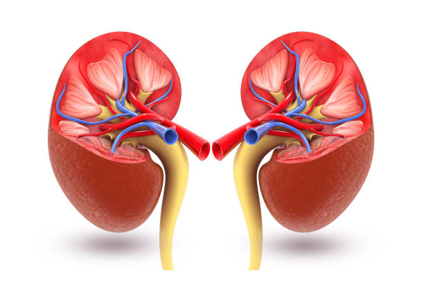 istock Human kidney cross section, 3d illustration 1162339764