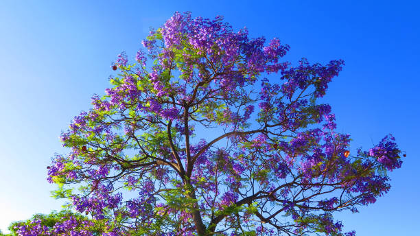 istock Blue flowers on Jacaranda tree in Andalusian village 1162340072