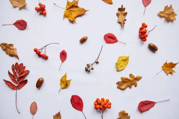 Autumn leaves, rowan and acorns on a white background. Abstract composition.