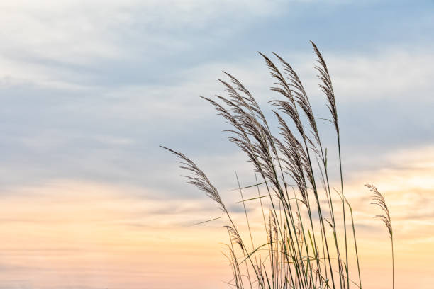 istock Beauty in nature background no people tranquility concept. 1162342408