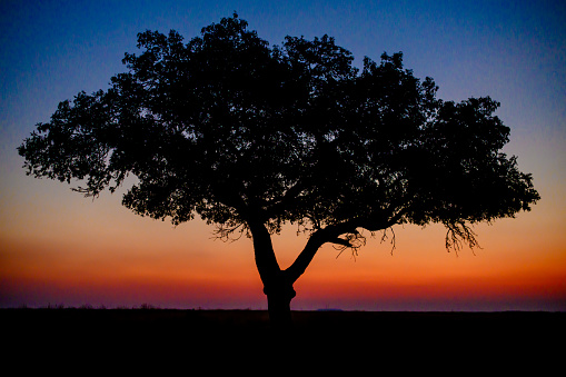 The bare trees and yellow sunset, cloudy blue sky. Back sun light