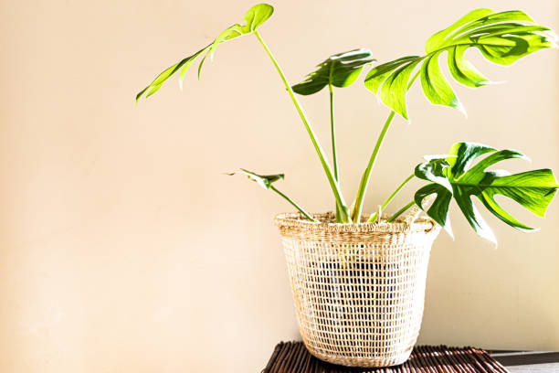 istock Monstera house plant 1162342691
