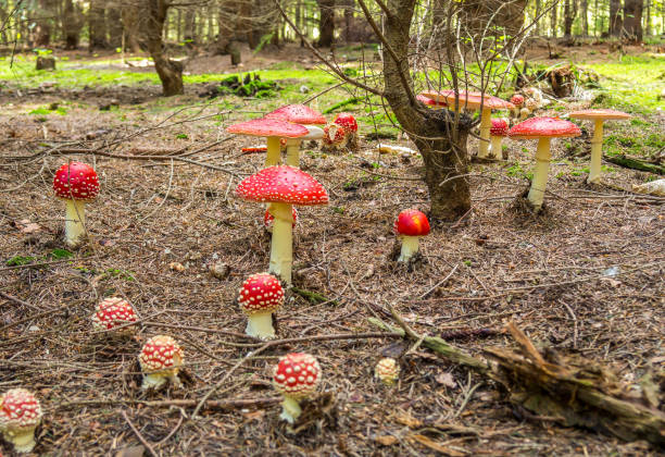 istock many fly mushrooms on the forest floor 1162343017