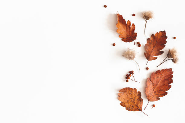 istock Autumn composition. Dried leaves, flowers, rowan berries on white background. Autumn, fall, thanksgiving day concept. Flat lay, top view, copy space 1162344826