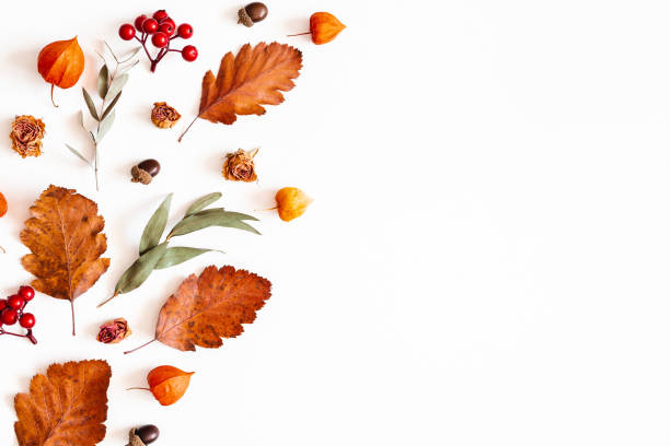istock Autumn composition. Physalis flowers, eucalyptus leaves, rowan berries on white background. Autumn, fall, thanksgiving day concept. Flat lay, top view, copy space 1162344842