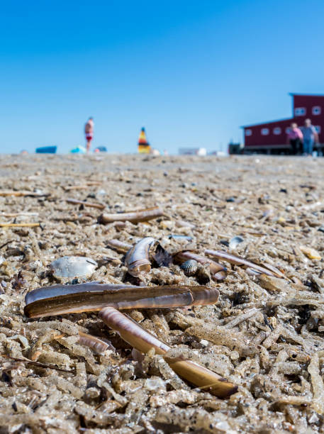 istock North Sea mussels on the beach 1162345209