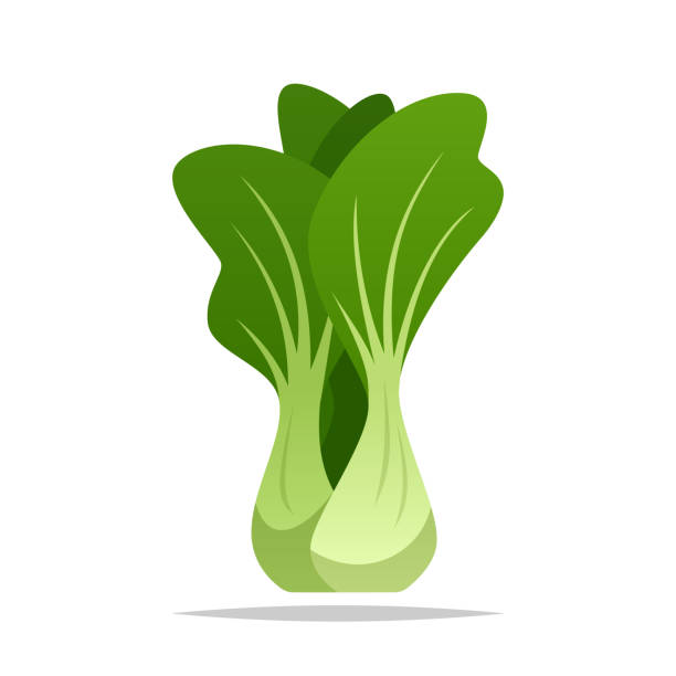 ilustraciones, imágenes clip art, dibujos animados e iconos de stock de ilustración aislada del vector bok choy - bok choy