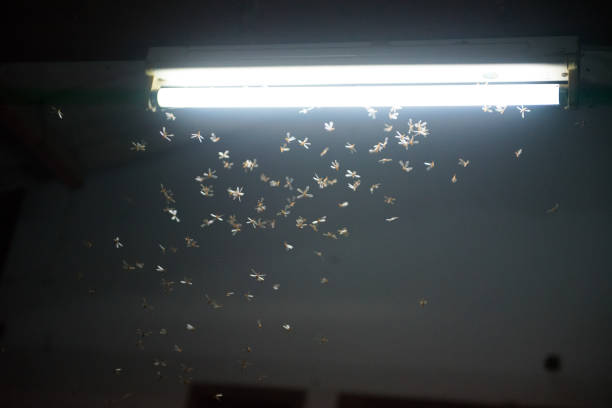 istock blur moth flying in the fire ,the neon light in night time, it's raining time. 1162347416