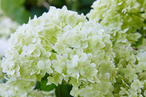 White Hydrangea arborescens Annabelle, after blooming, green seeds. Flowers of smooth hydrangea (Hydrangea arborescens)
