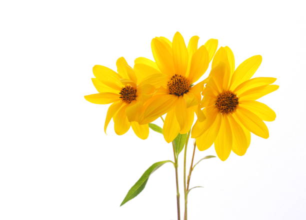 żółte kwiaty - single flower sunflower daisy isolated zdjęcia i obrazy z banku zdjęć