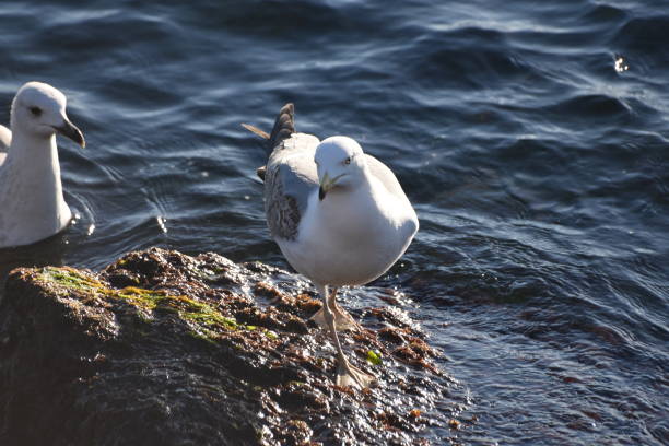 istock The seagull is swimming in water. 1162350911