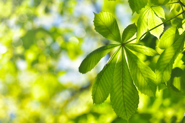 istock Chestnut Tree Twig, Fresh Green Leaves in Early Spring, selective focus 1162351142