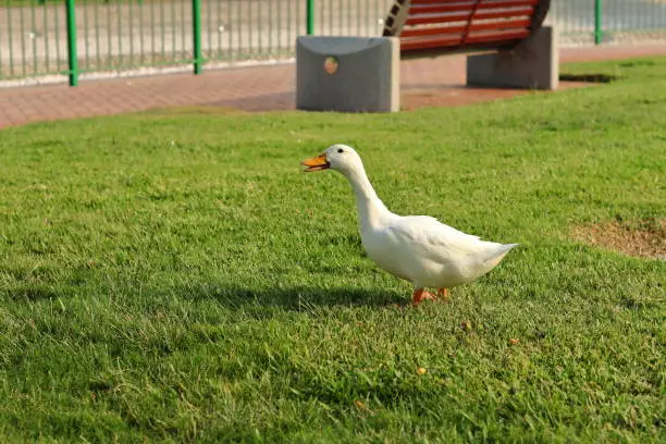 Photo of DUCK IN A PARK