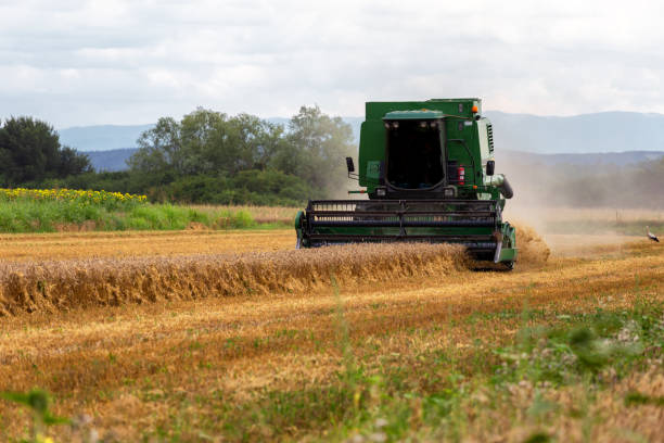 istock Harvesting wheat harvester on a sunny summer day 1162352914