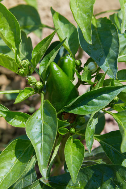istock small bell pepper on the plant 1162353025
