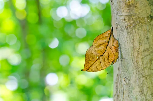 Photo of Orange oakleaf butterfly with oak leaf camouflage adaptation