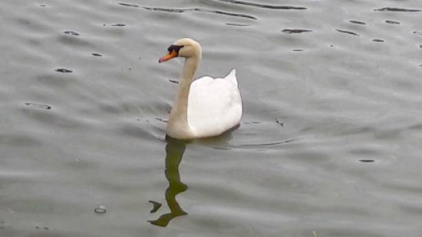 cisne no lago - swan - fotografias e filmes do acervo