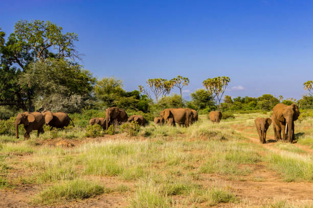 istock Herd elephants in the savannah 1162353184