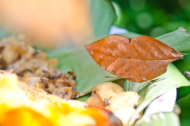 Indian oakleaf or dead leaf,Kallima inachus,