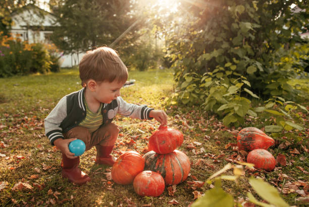 ładny mały chłopiec z dyniami jesienią, zbiorów i koncepcji halloween - farmers market agricultural fair vegetable child zdjęcia i obrazy z banku zdjęć