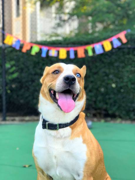 istock Happy Birthday Dog 1162354333