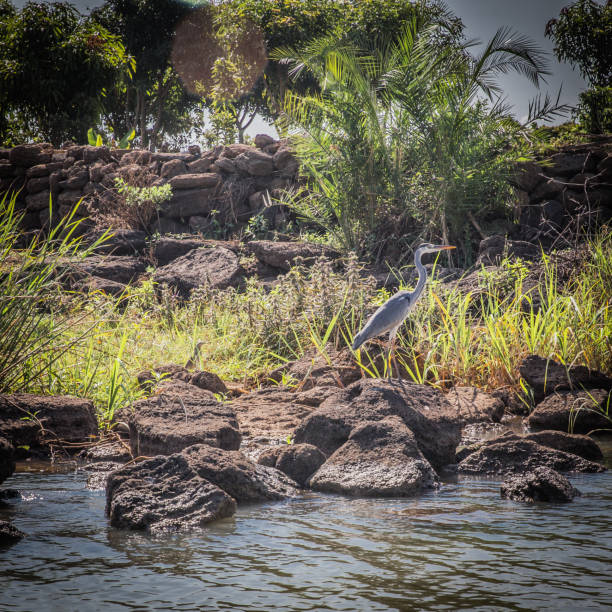 istock A bird in his habitat. 1162354814