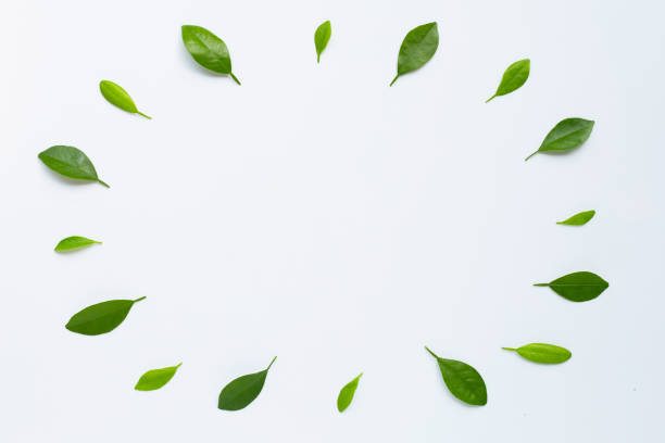 istock Frame made of green citrus fruit leaves on white 1162356678