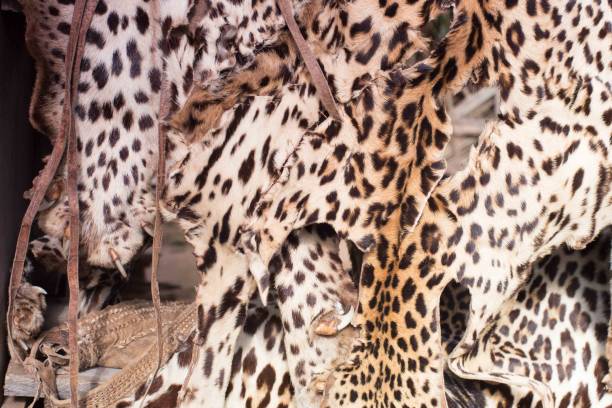 istock Illegal hunting. Leopard skins for sale 1162357775