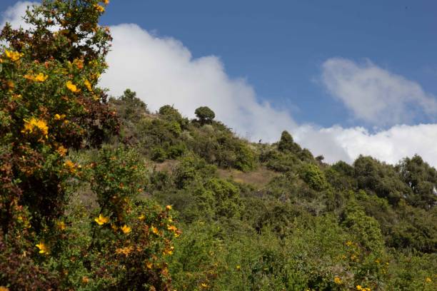 istock Beautiful African Savannah. Vibrant green bush 1162357842