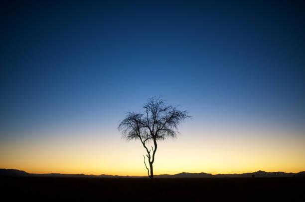 istock Beautiful Tree in the desert silhouette at dawn copy space 1162357850