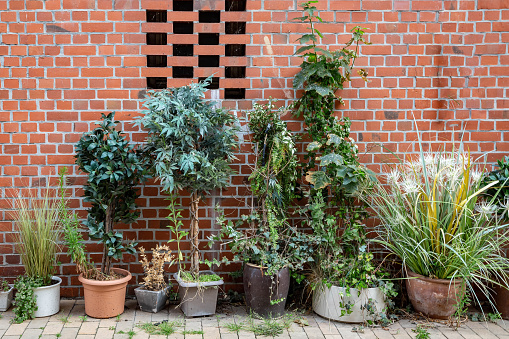 Large potted plants in front of a brick wall