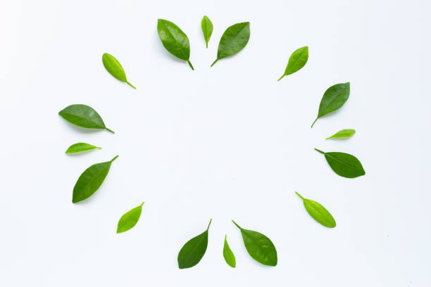 istock Frame made of green citrus fruit leaves on white 1162358676