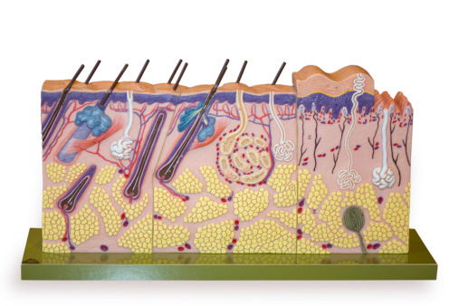 Breadboard model showing as hair grow in a body of the person