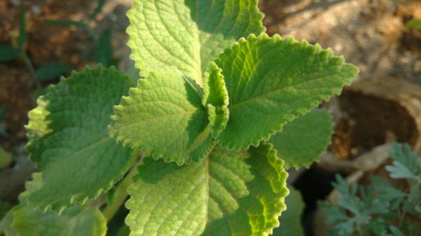 Plectranthus amboinicus also called as Coleus Amboinicus, Ajwain Plectranthus amboinicus also called as Coleus Amboinicus, Ajwain coleus photos stock pictures, royalty-free photos & images