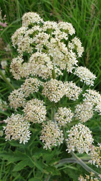 istock Clusters of white weeds growing wild 1162360610