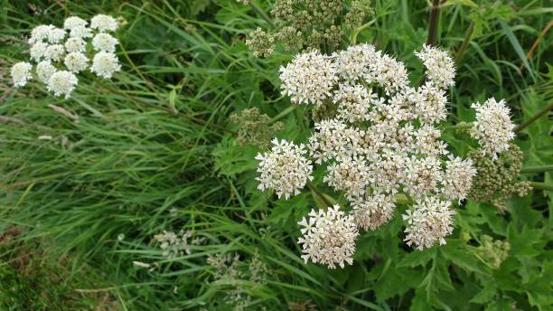 istock Clusters of white weeds growing wild 1162360673