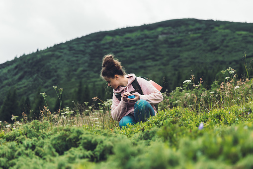 Young woman with curly hair, backpack and pink sweatshirt hiking in the mountains and picking blueberries for dinner, Carpathian Mountains, Ukraine