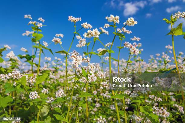 Flores Blancas De Plantas De Trigo Sarraceno Creciendo En Un Campo Foto de  stock y más banco de imágenes de Alforfón - iStock