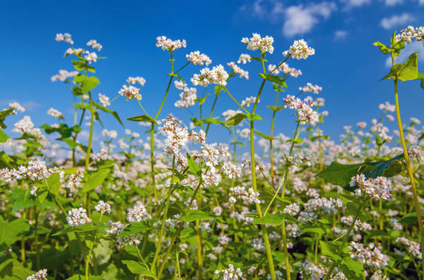 White blossoms of buckwheat plants, growing in a field Close up photo of white blossoms of buckwheat plants, growing in a field buckwheat photos stock pictures, royalty-free photos & images