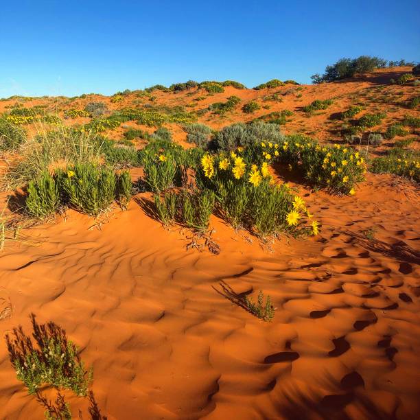 istock Coral Pink Sand Dunes Utah 1162365579