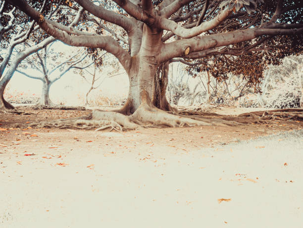 Perspective photo of an old widely branched tree