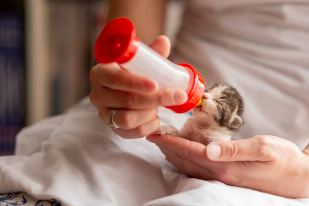 istock Woman feeding a newborn kitten 1162369824