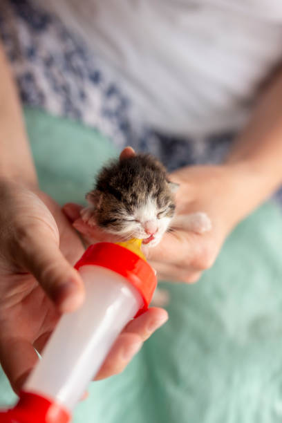 istock Woman bottle-feeding a newborn kitten 1162369977