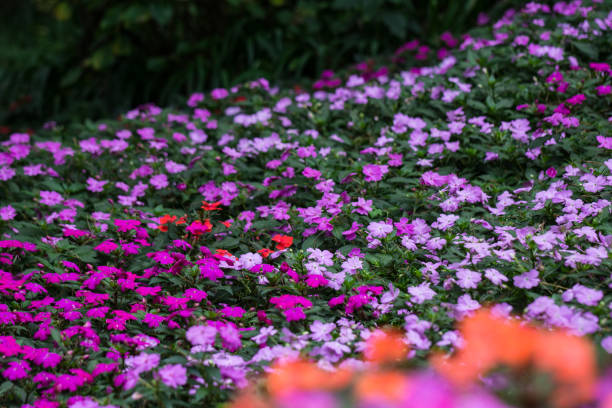 istock colorful impatiens flowers 1162370120