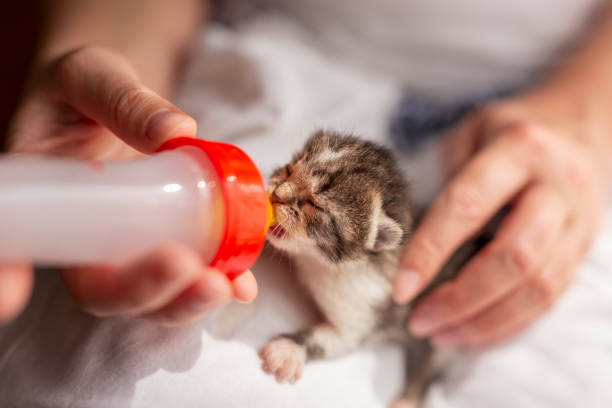 istock Woman bottle-feeding a little kitten 1162370218