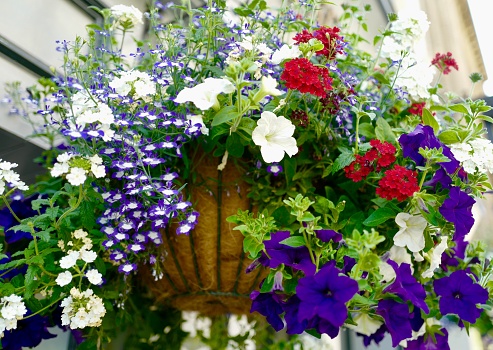 Pot of petunia flowers in front of the entrance to house