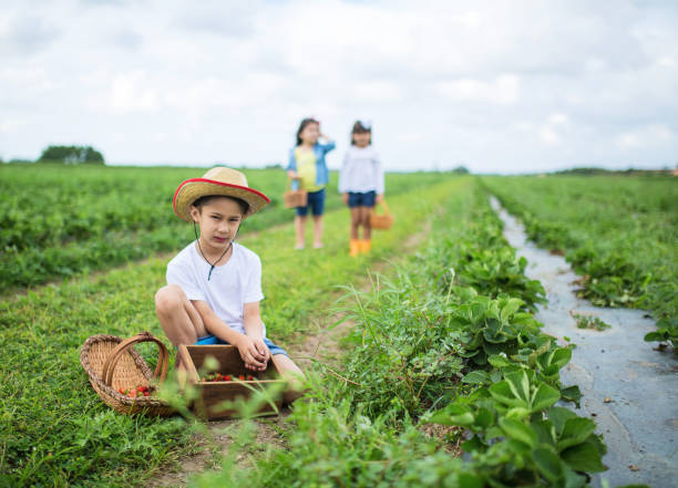 istock Little kids picking strawberries 1162381899