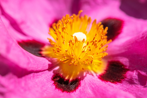 Orchid Rockrose (Cistus x purpureus)