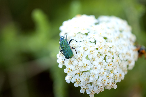 bug on a common yarrow flowers in nature